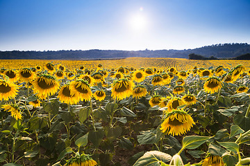 Image showing Sunflower meadow