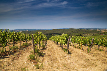 Image showing Tuscan winemaking