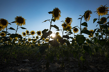 Image showing backlit sunflowers