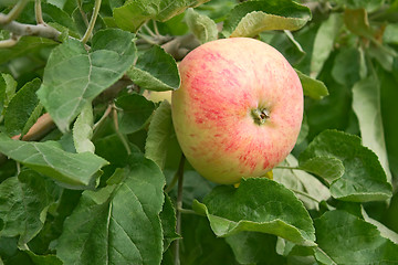 Image showing Ripening big red apple