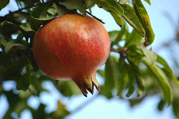 Image showing Pomegranate