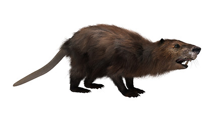 Image showing Beaver