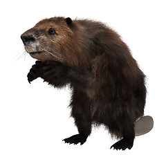 Image showing Beaver