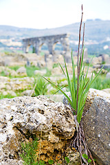 Image showing volubilis in morocco africa   deteriorated monument   site