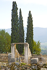 Image showing volubilis in morocco africa  cypress and site