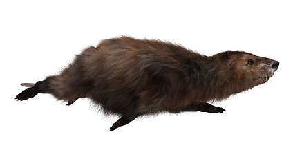 Image showing Beaver