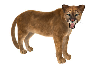 Image showing Big Cat Puma