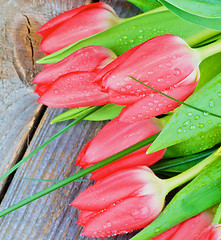 Image showing Spring Tulips