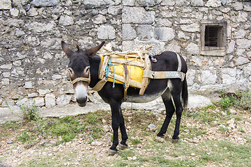 Image showing Young donkey