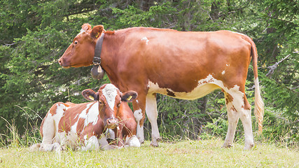 Image showing Brown milk cow in a meadow of grass