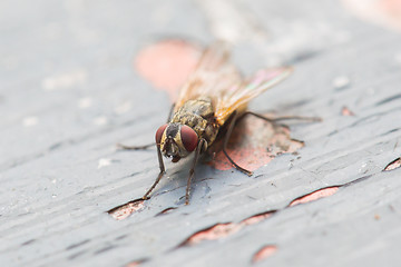 Image showing Fly sitting on some old paintwork