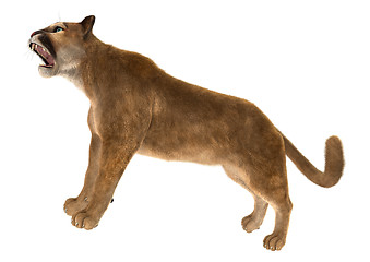 Image showing Big Cat Puma