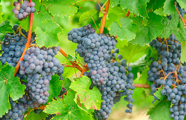 Image showing Vineyard