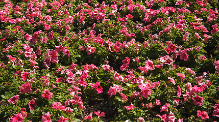 Image showing Flower wall background