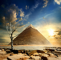 Image showing Pyramid and dry tree