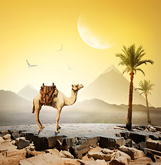 Image showing Camel and moon