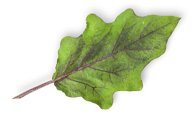 Image showing Single green leaf of eggplant