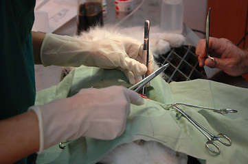 Image showing Veterinars