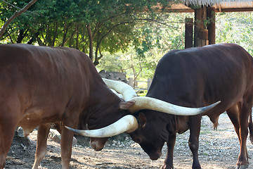 Image showing Ankole Cattle