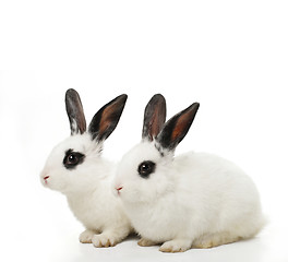 Image showing twin rabbits