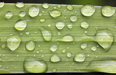 Image showing Dew Drops