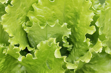 Image showing Lettuce