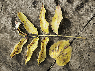 Image showing Fallen Leaves