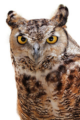 Image showing Rock Eagle Owl