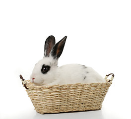 Image showing cute rabbit in basket