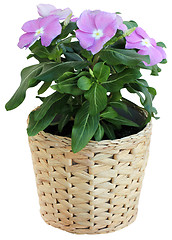 Image showing Vinca Flower