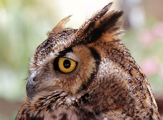 Image showing Eagle-Owl