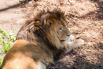 Image showing Beautiful Mighty Lion