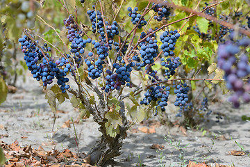 Image showing purple red grapes 