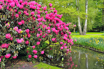 Image showing Green park Keukenhof