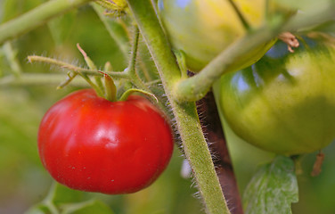 Image showing fresh tomatoes plants