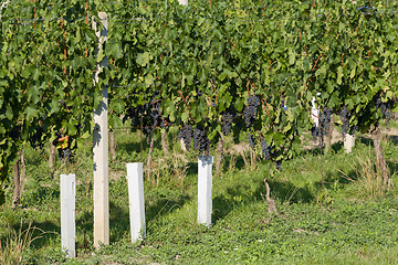 Image showing Vineyards under Palava. Czech Republic