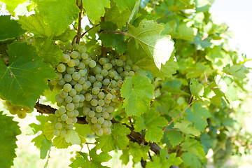 Image showing grapes on Vineyards under Palava. Czech Republic