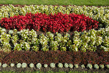Image showing flower design in garden