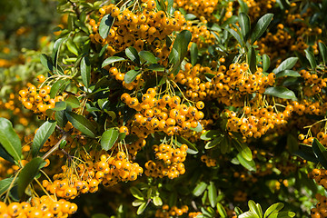 Image showing Sea buckthorn branch, close-up (Hippophae rhamnoides)