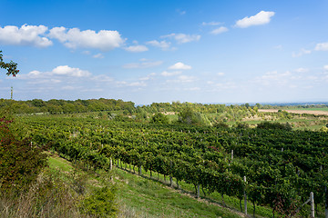 Image showing Vineyards under Palava. Czech Republic