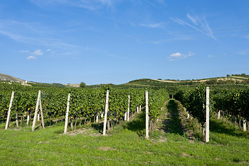 Image showing Vineyards under Palava. Czech Republic