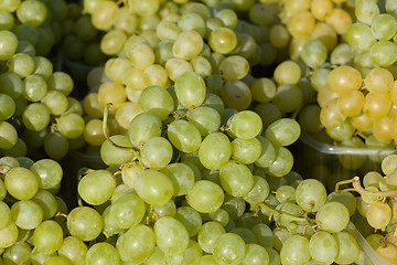 Image showing harvested grapes on Vineyards