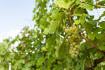 Image showing grapes on Vineyards under Palava. Czech Republic