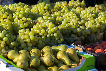 Image showing harvested grapes on Vineyards