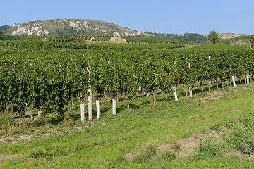 Image showing Vineyards under Palava. Czech Republic