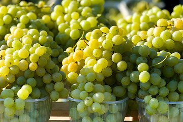 Image showing harvested grapes on Vineyards