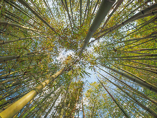 Image showing Bamboo tree