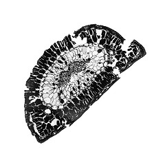 Image showing Black and white Pine leaf micrograph