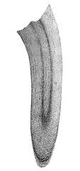 Image showing Black and white Corn root tip micrograph