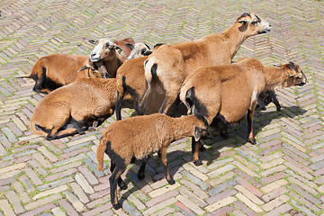 Image showing Flock of goats